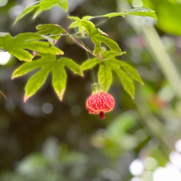 Meet your Posher, Bella - Picture 3 of 3